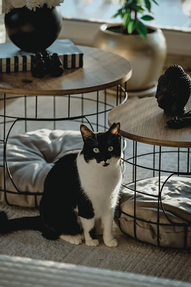 2 Li Kedi Yuvalı Sepet Sehpa Yastıklı Metal Zigon Çok Amaçlı Orta Sehpa